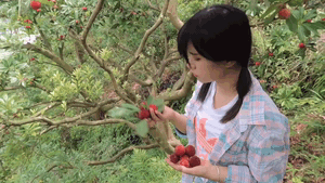 不会真有Acer周末呆家的吧?学温州话、摘杨梅、爬树整起来!